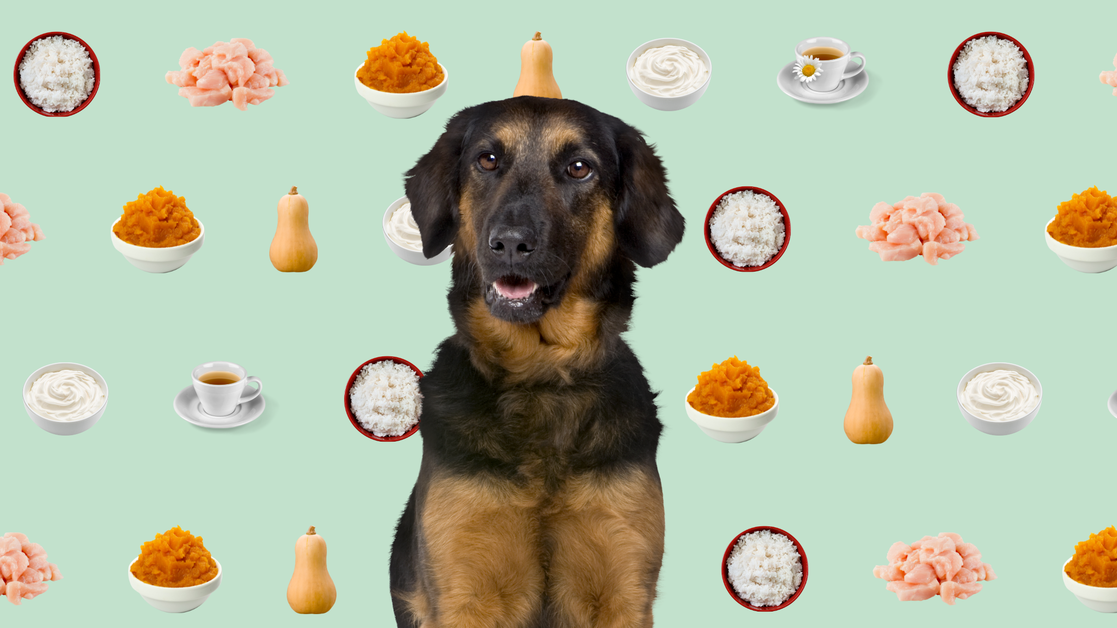 comfort bowl recipe with dog face
