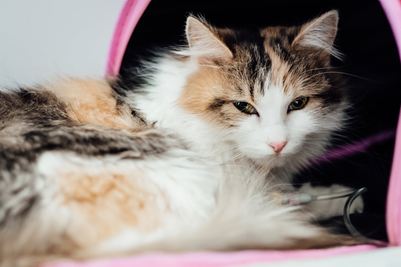 Asthama in Pets Chonkypaws