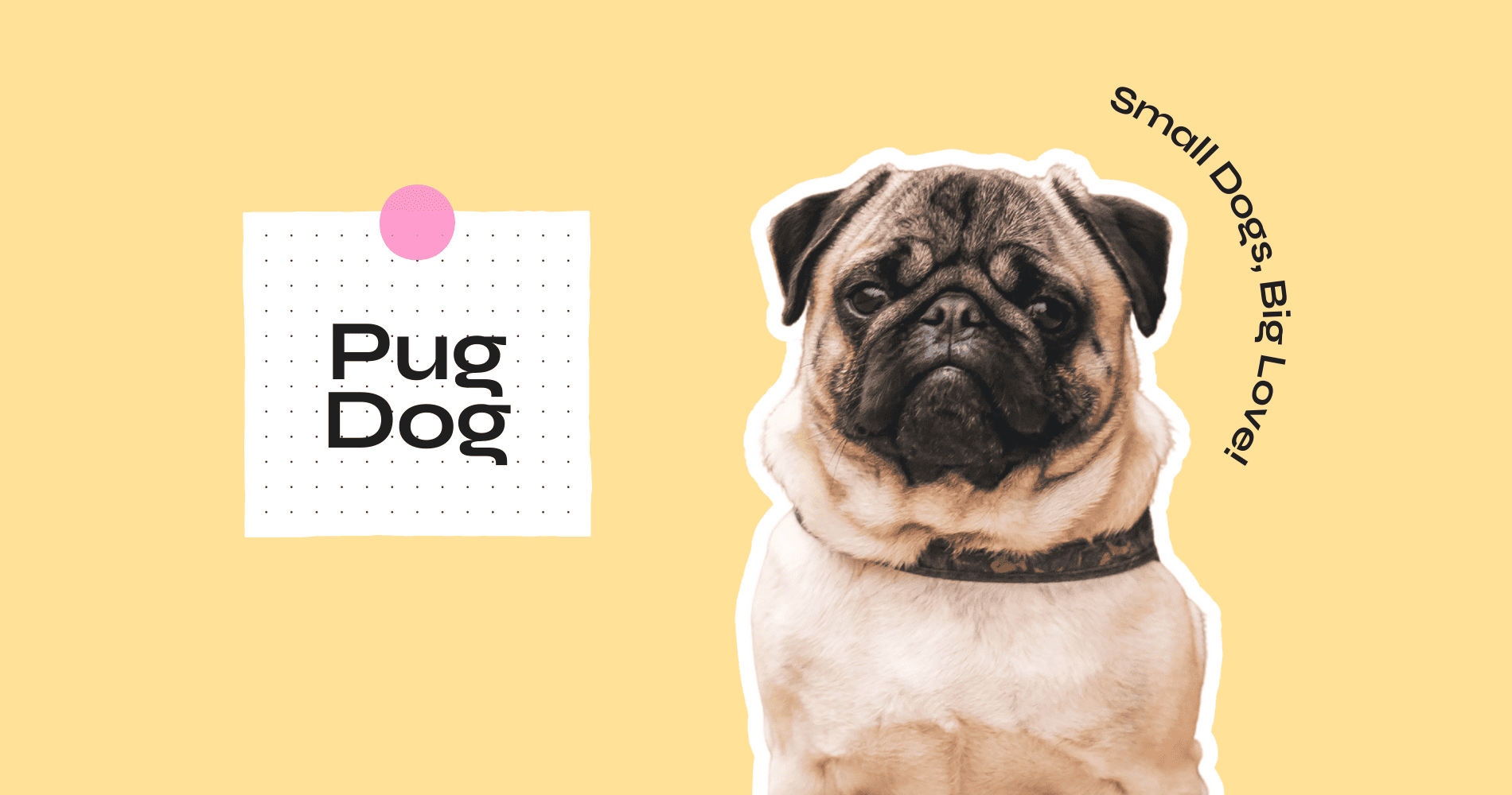 pug dog breed guide before adopting