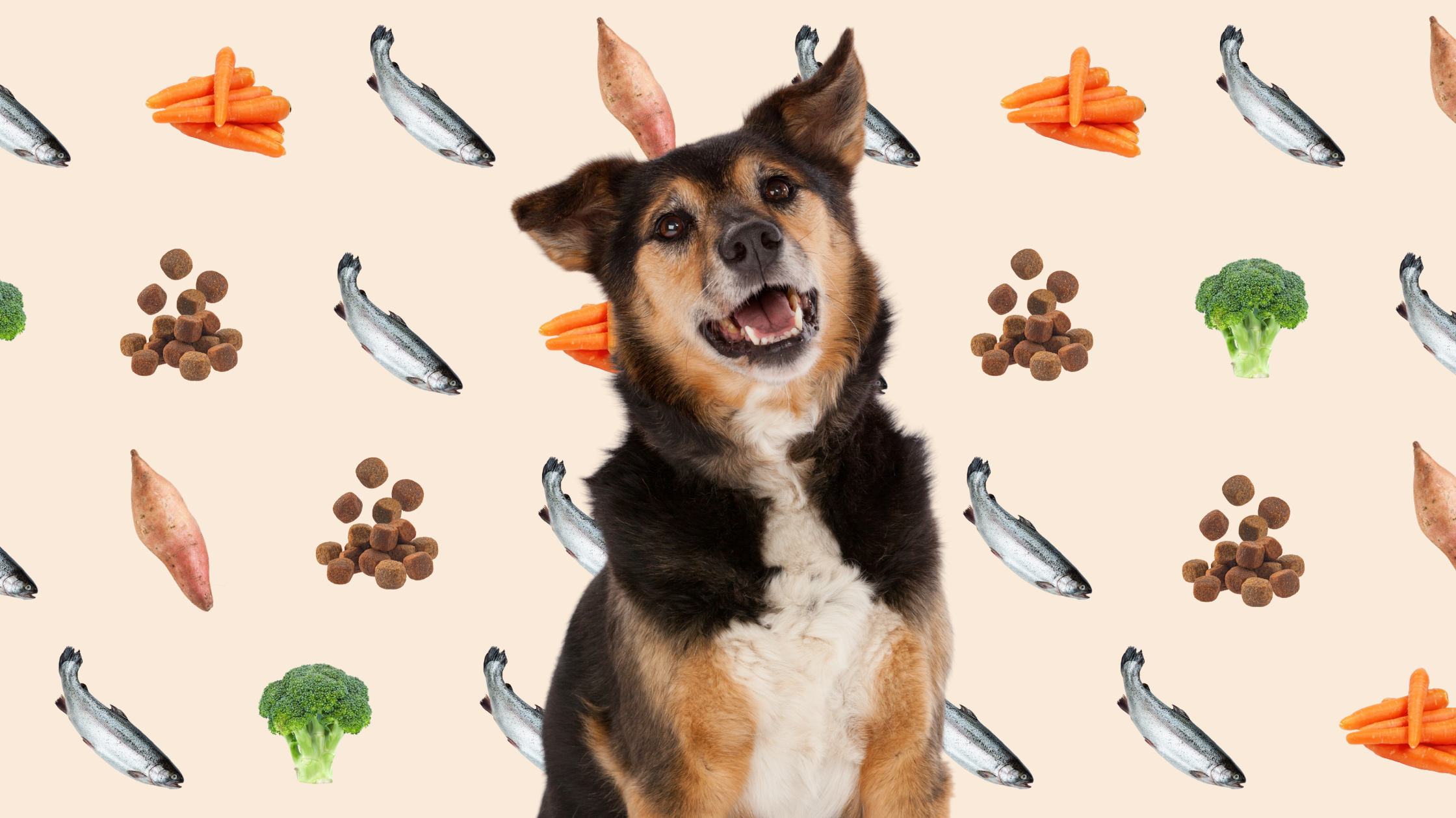 dog eating fish and veggies chonky paws