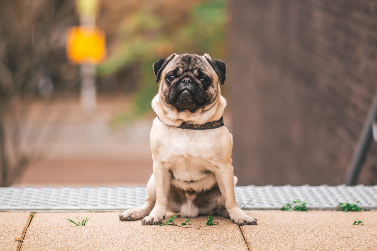 Pug Dog Breed Guide: What to Know Before Adopting Chonky Paws