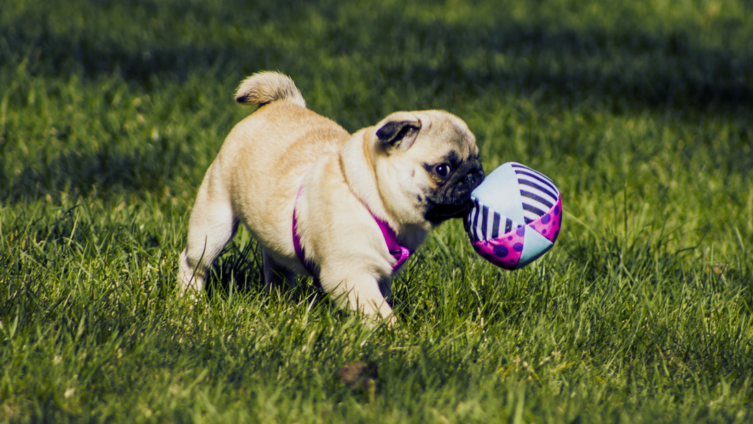 Pug Dog Breed Guide: Personality, Care, Exercise, and Fun Facts