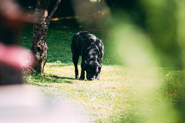 sniffing dog chonkypaws