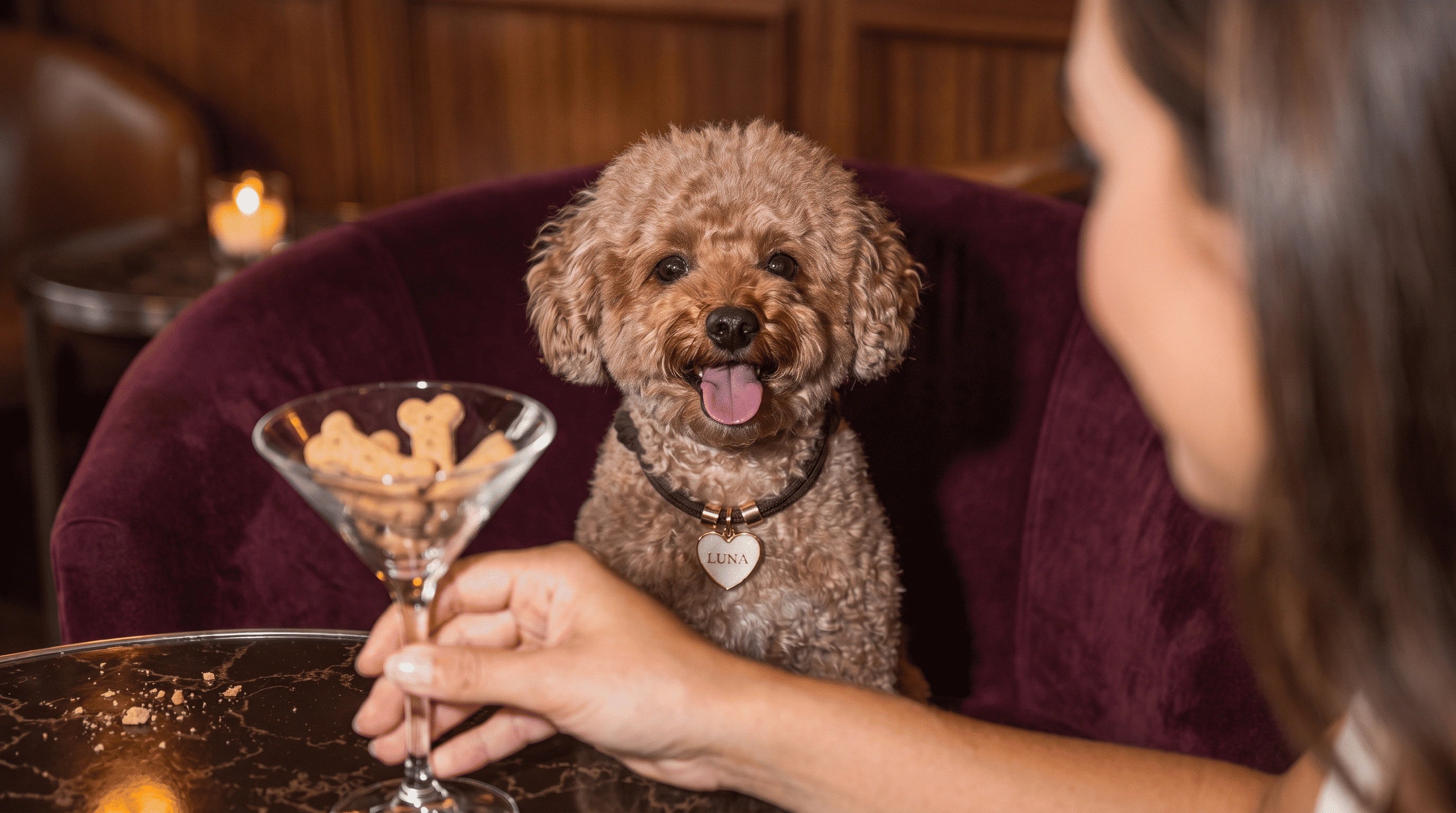 For the dog with a better social life than you.