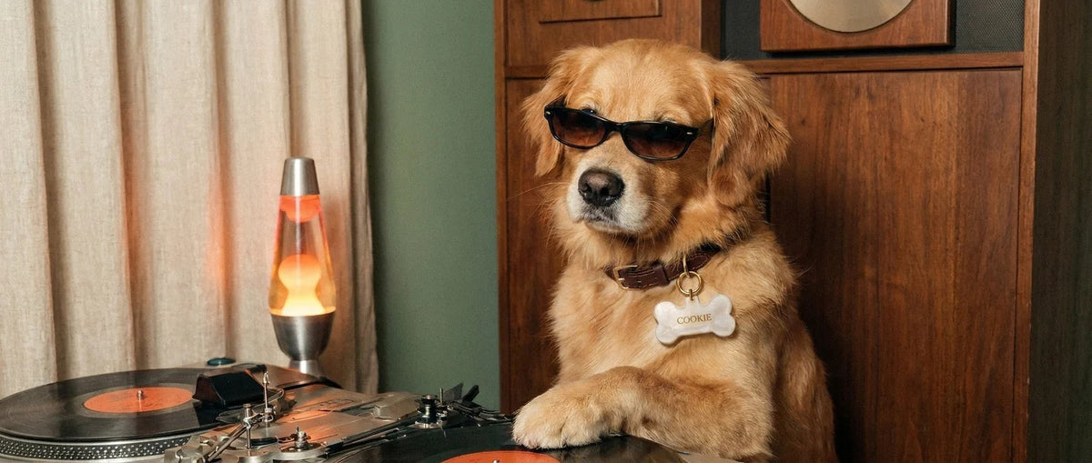 A golden retriever dog wearing black sunglasses and a bone-shaped collar tag sits next to a record player with a lit lava lamp in a retro-styled room.