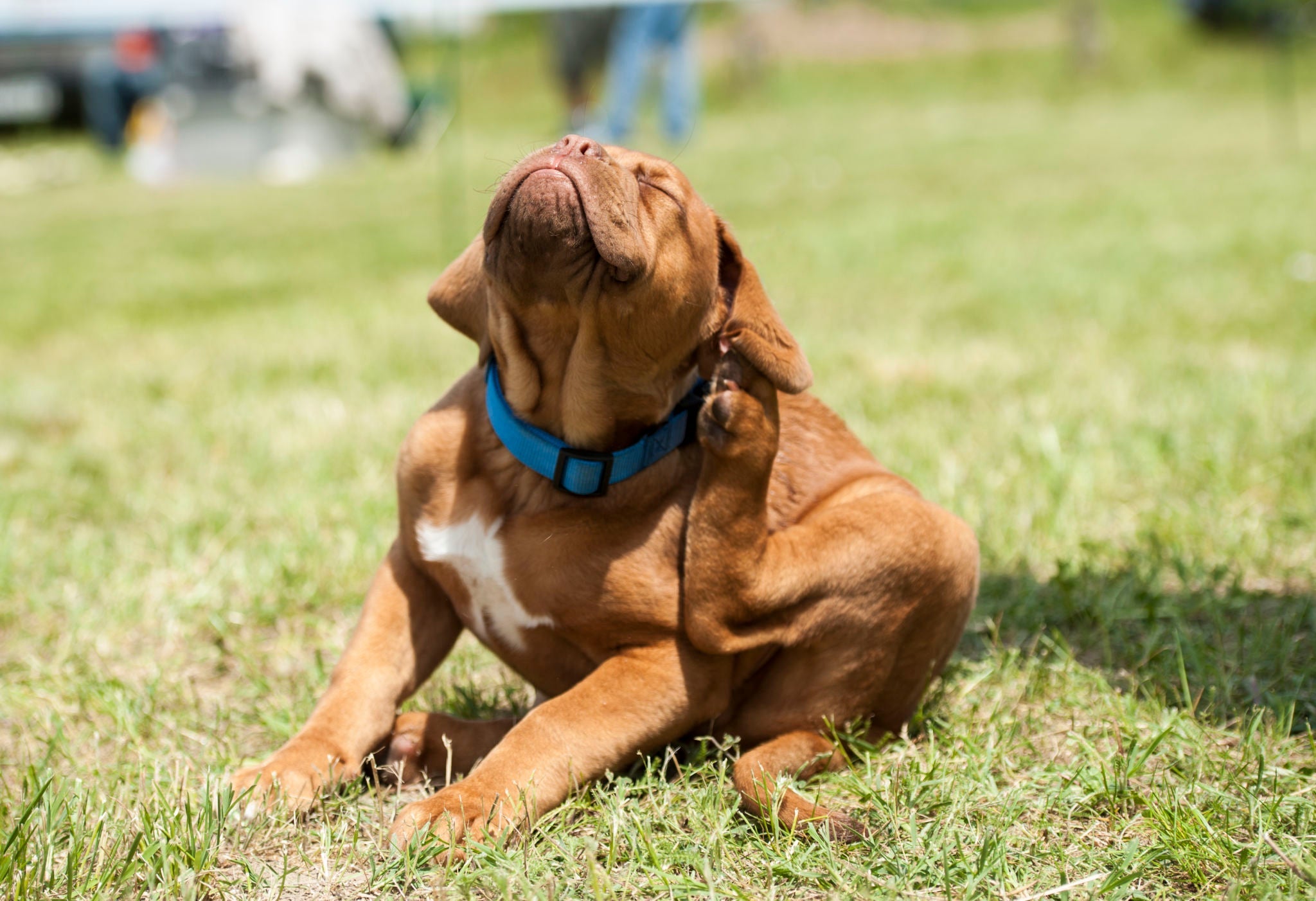 How to Check Your Dog for Ticks
