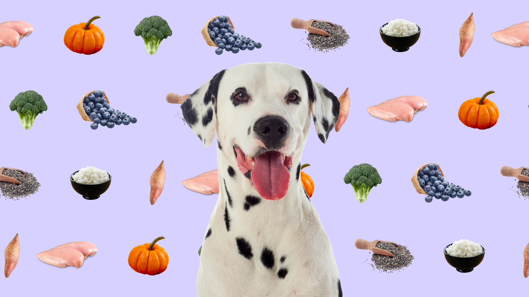 Berry Boost Bowl: Slow Feeder Dog Recipe for Calm, Clean Eating