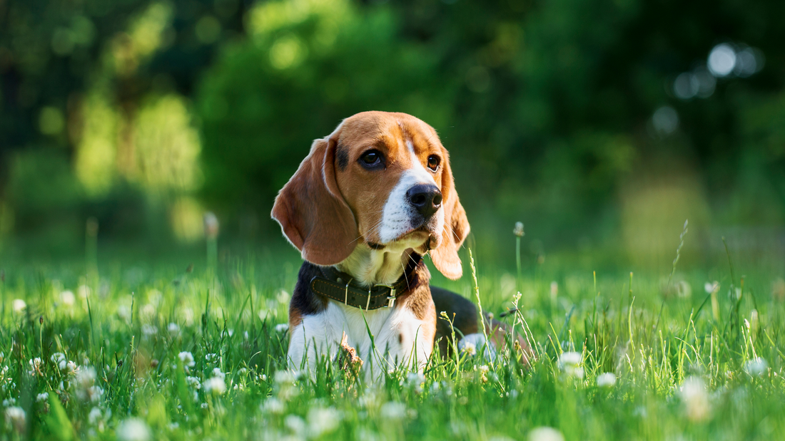 Beagle Dog Breed Guide: Personality, Care, Exercise & Fun Facts