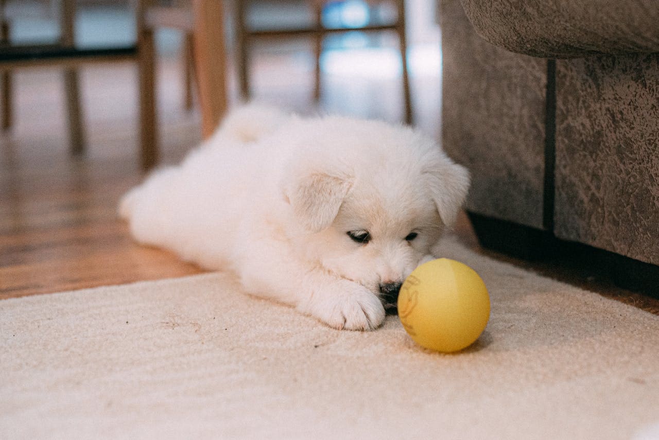 bringing home a new furry friend? here’s your starter checklist!
