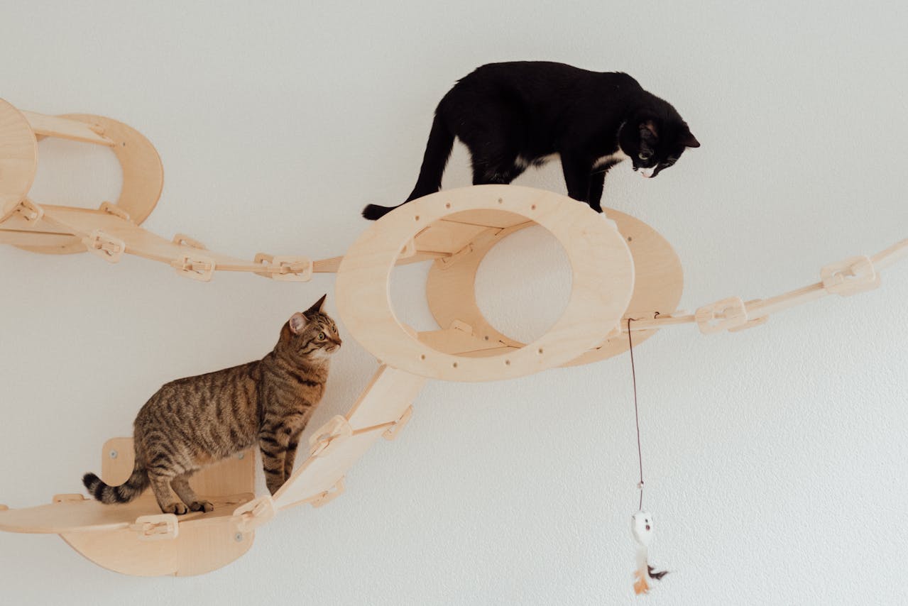 Cat Toy Anxiety: What to Watch For & Better Options
