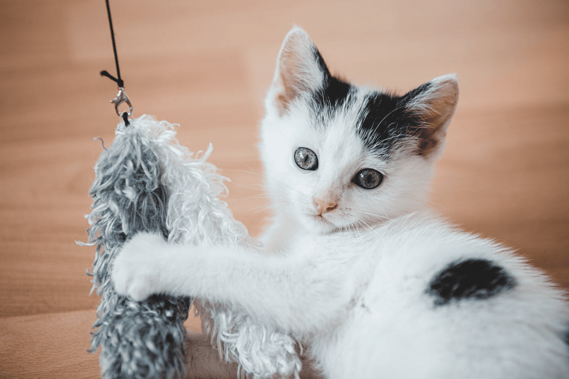Catnip Toys: Fun or Overstimulating? What Every Cat Parent Should Know