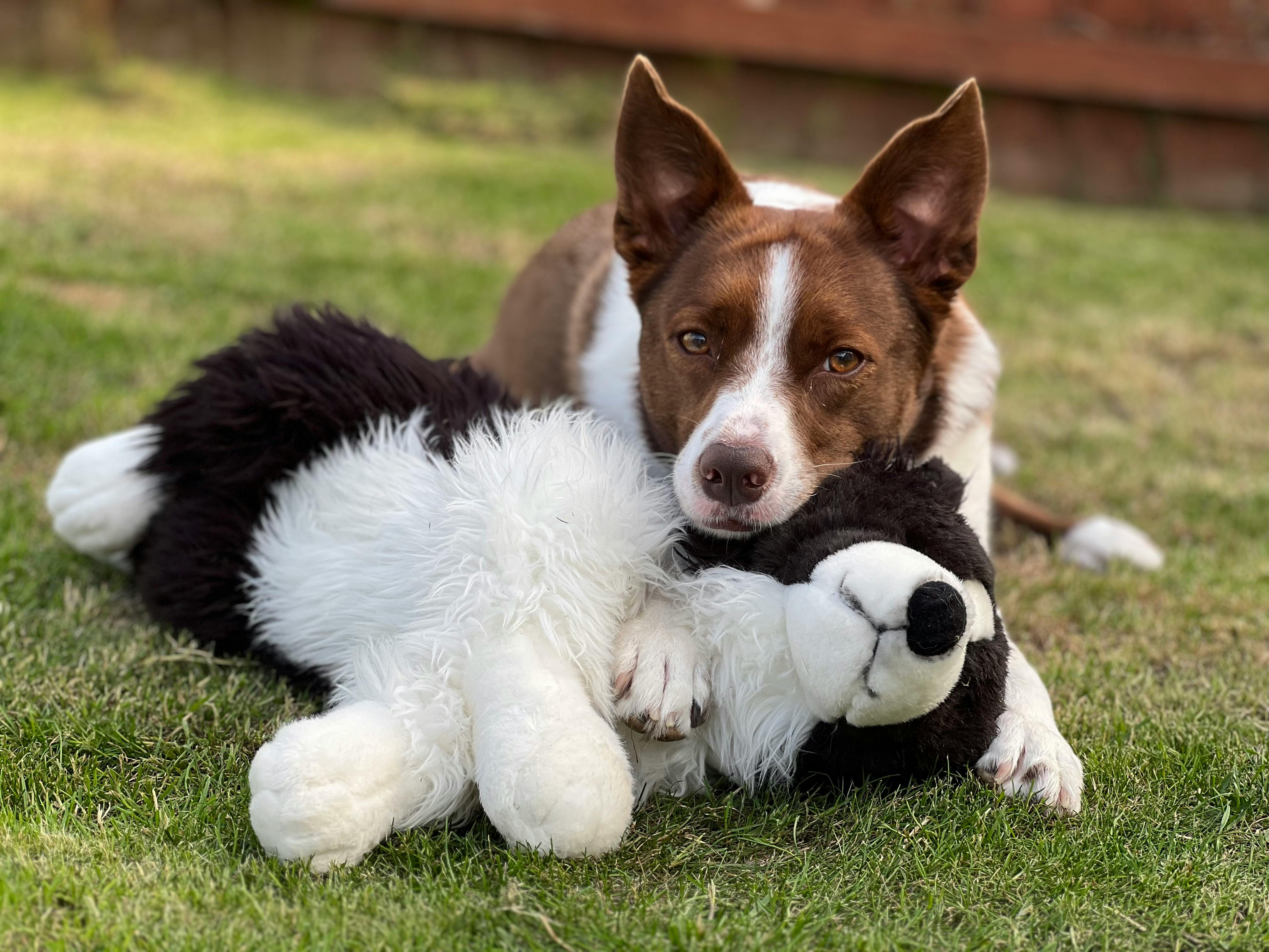 a white brown dog holding soft toy.