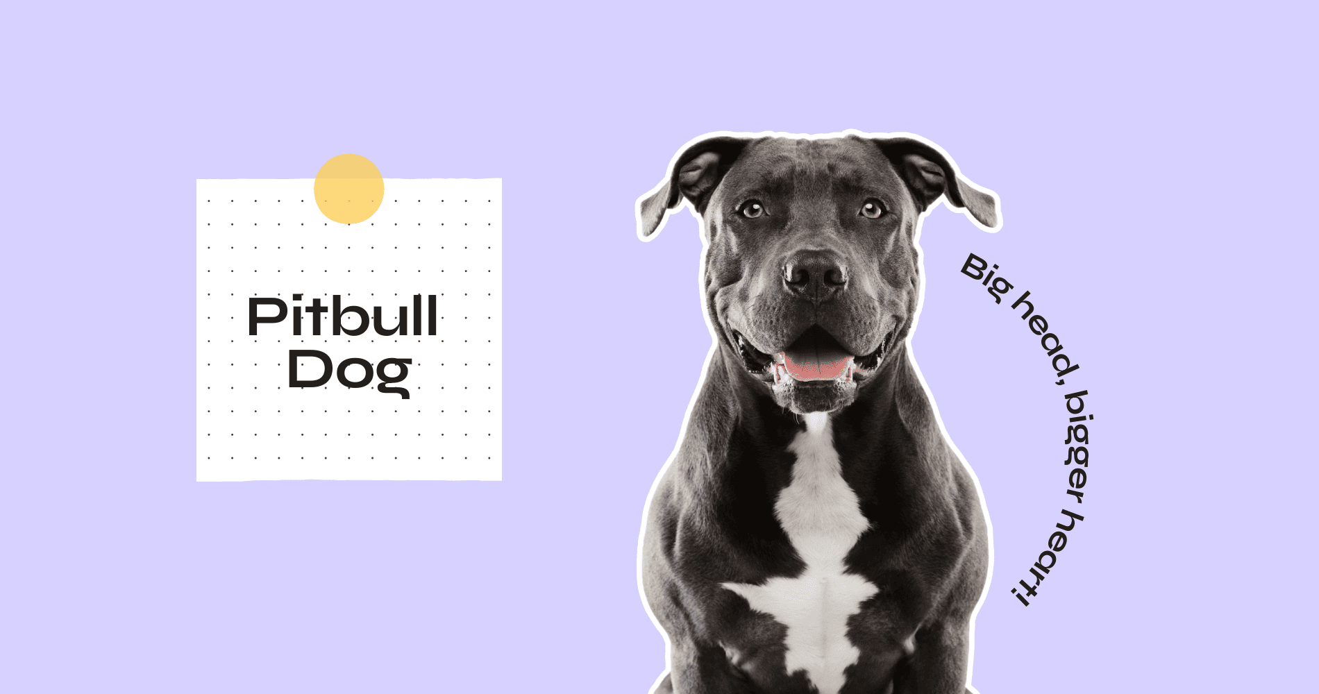 pitbull dog breed guide