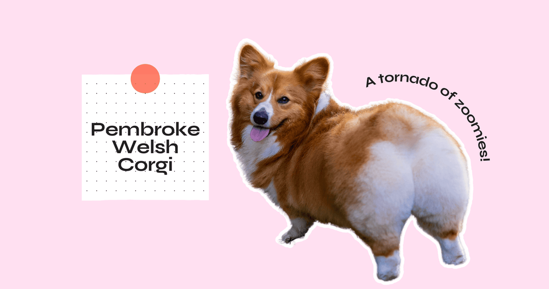 Corgi Dog Breed Guide : what to know before adopting – Chonky Paws