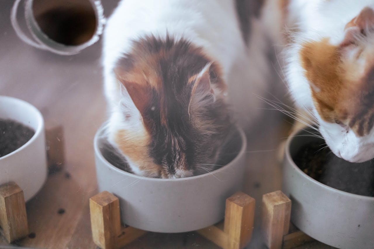 Do Elevated Bowls Help Pets? The Science Behind It chonkypaws