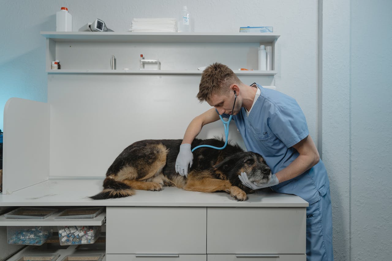 doctor checking dog tummy for bloating chonky paws