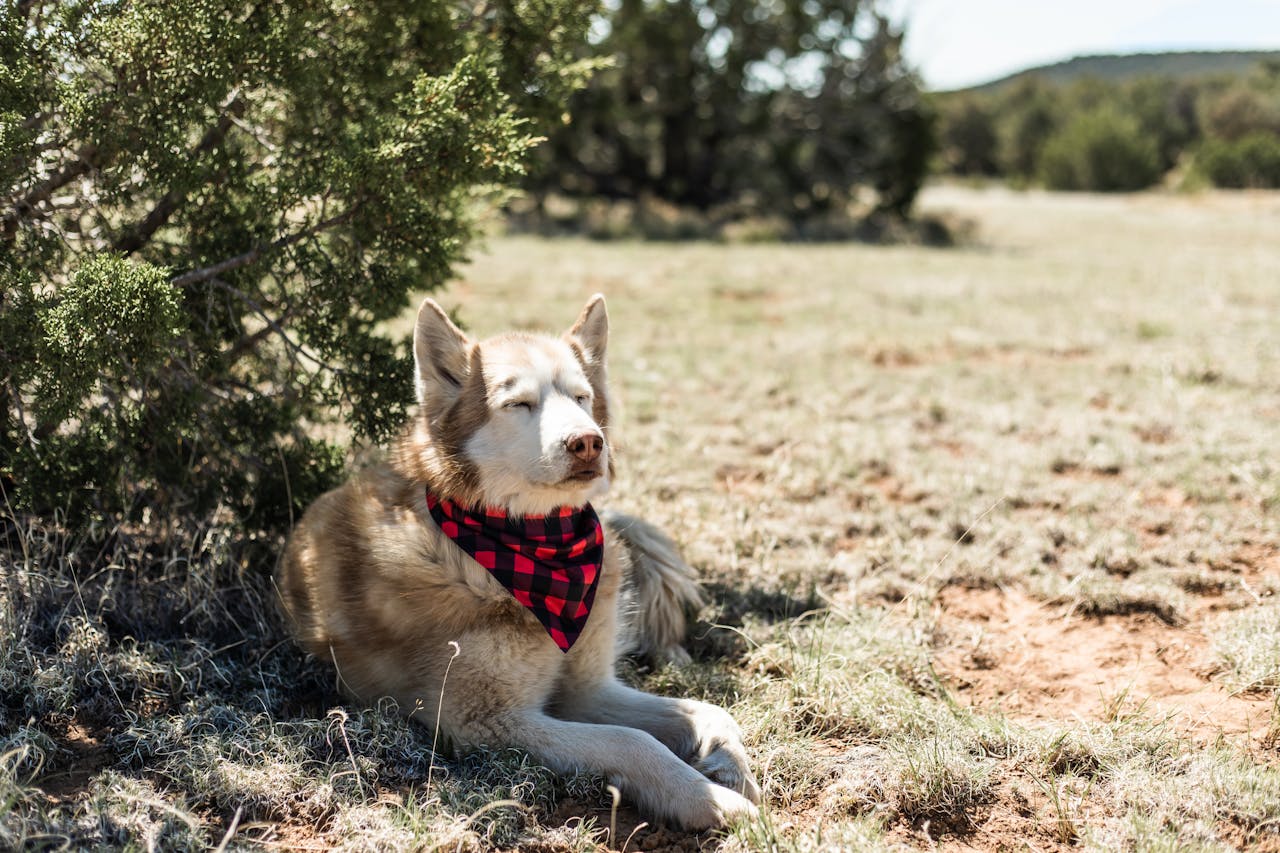 dog in summer overheating and taking shelter