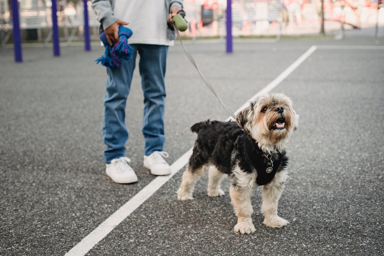 dog walking on street with owner chonky paws