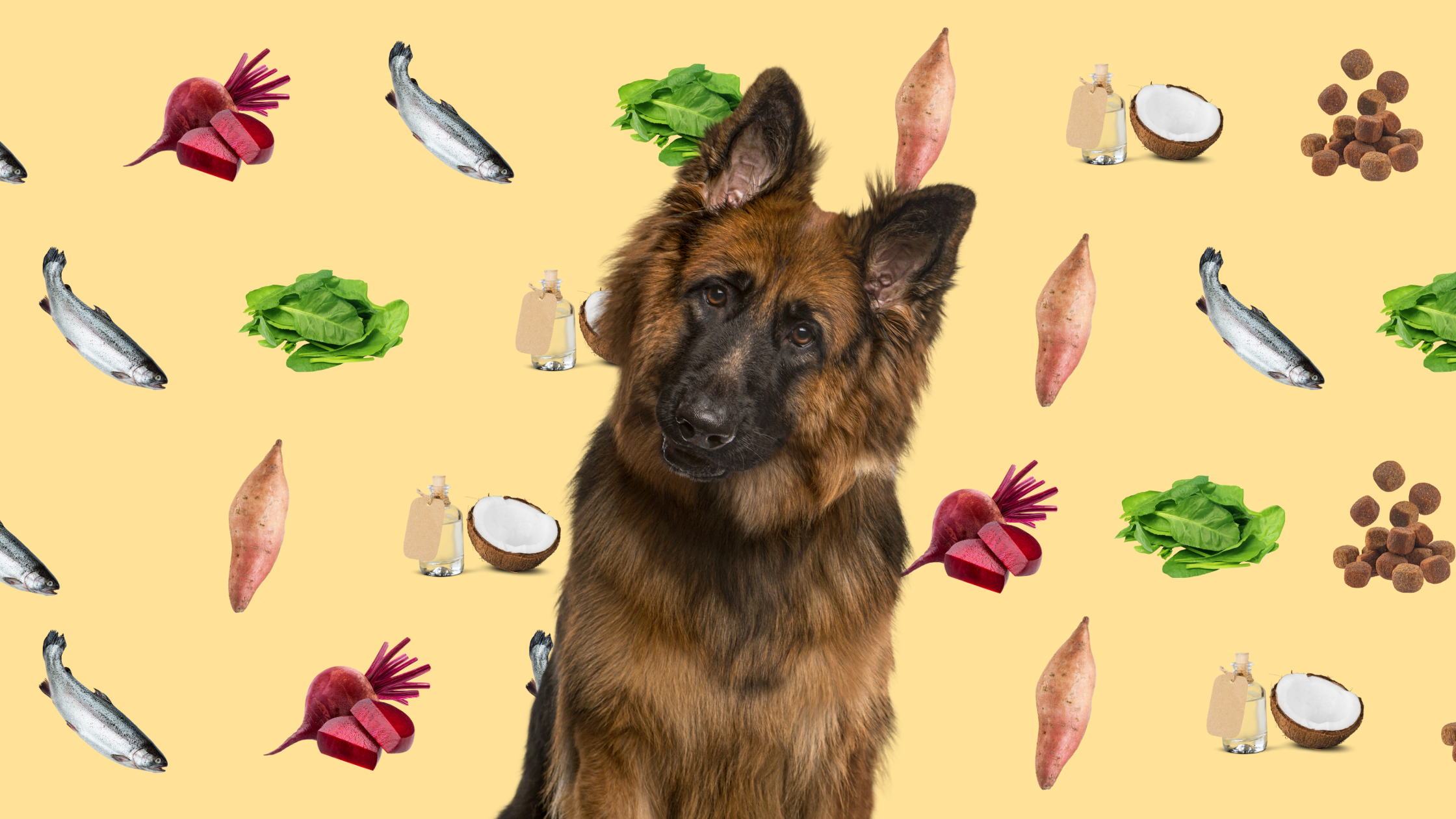 Omega Rainbow Bowl Recipe for Dog