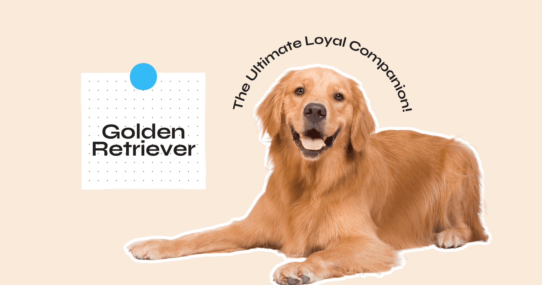 Golden Retriever Dog Breed Guide : what to know before adopting