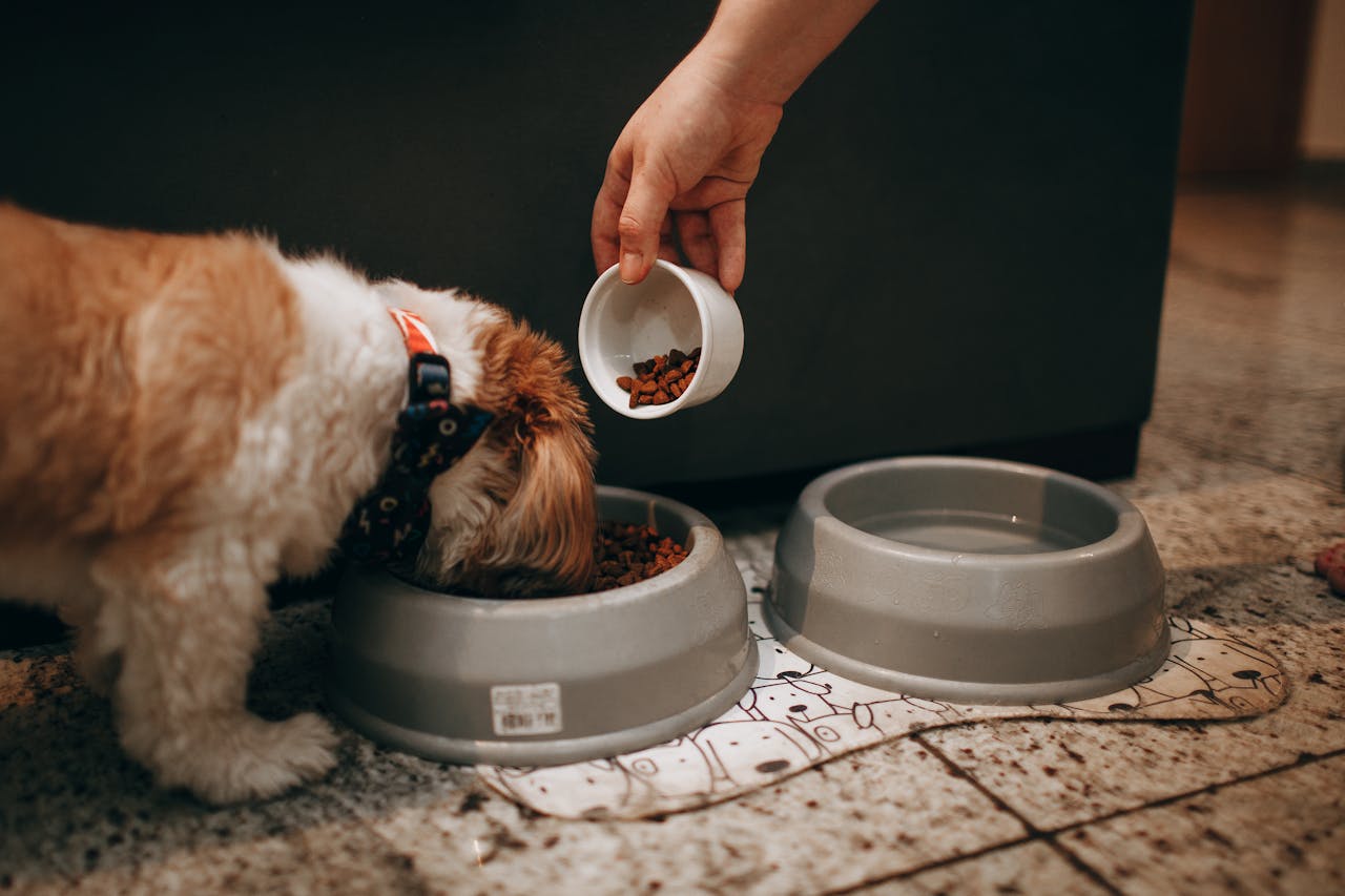 How a Slow Feeder Bowl Can Make Mealtime an Enrichment Activity Chonky Paws