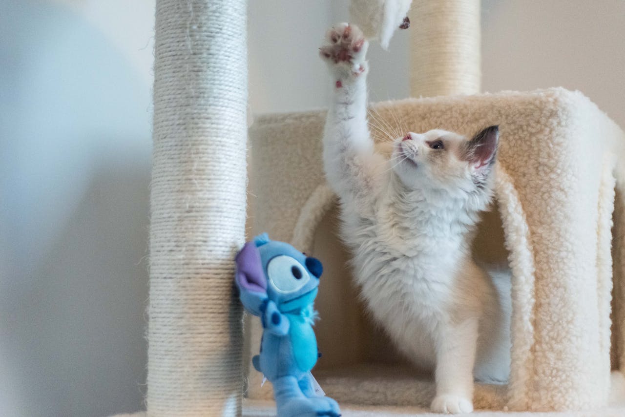How Long Should You Play with Your Cat Every Day? chonky paws