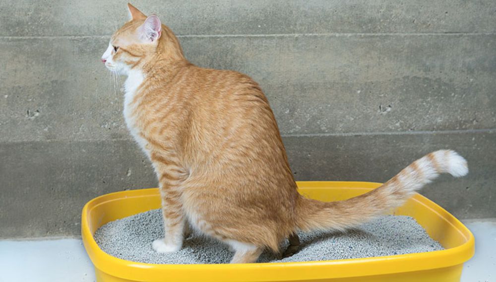 how to clean cat litter box chonkypaws
