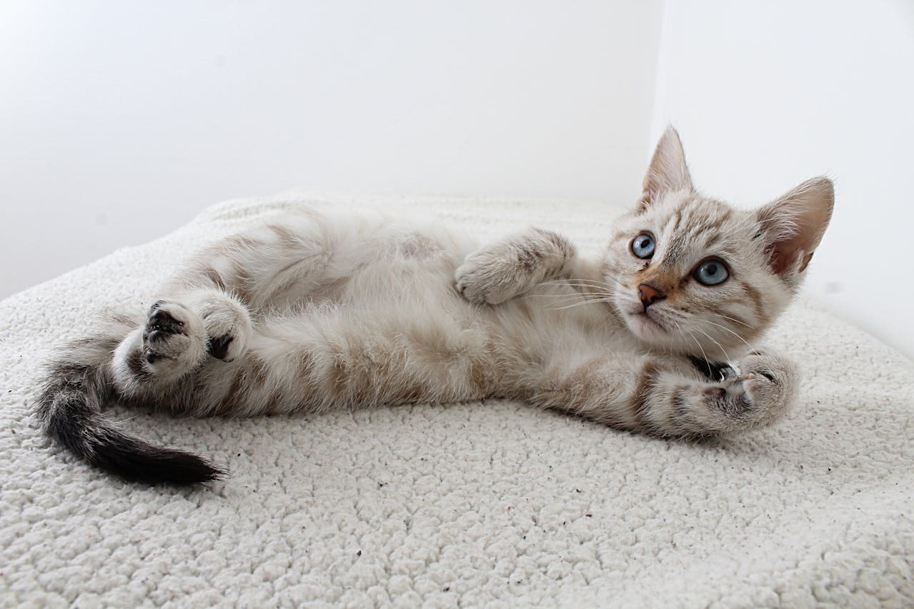 How to Socialise Kitten Chonkypaws
