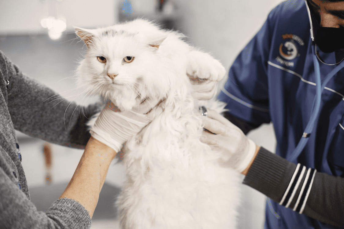 vet holding cat for checkup