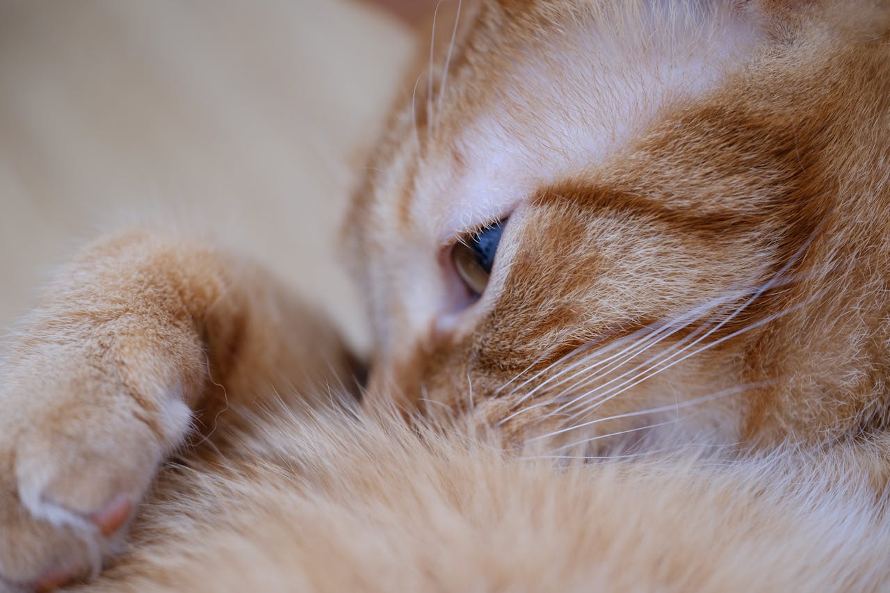 is your cat leaving food in the bowl? it might be whisker fatigue