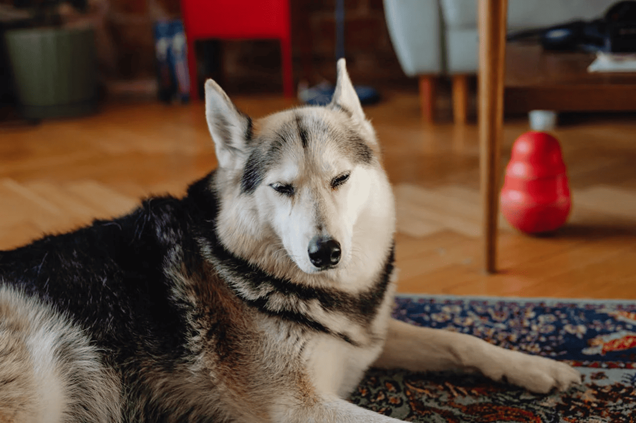 Is Your Dog Bored at Home? These Brain-Boosting Toys Can Help