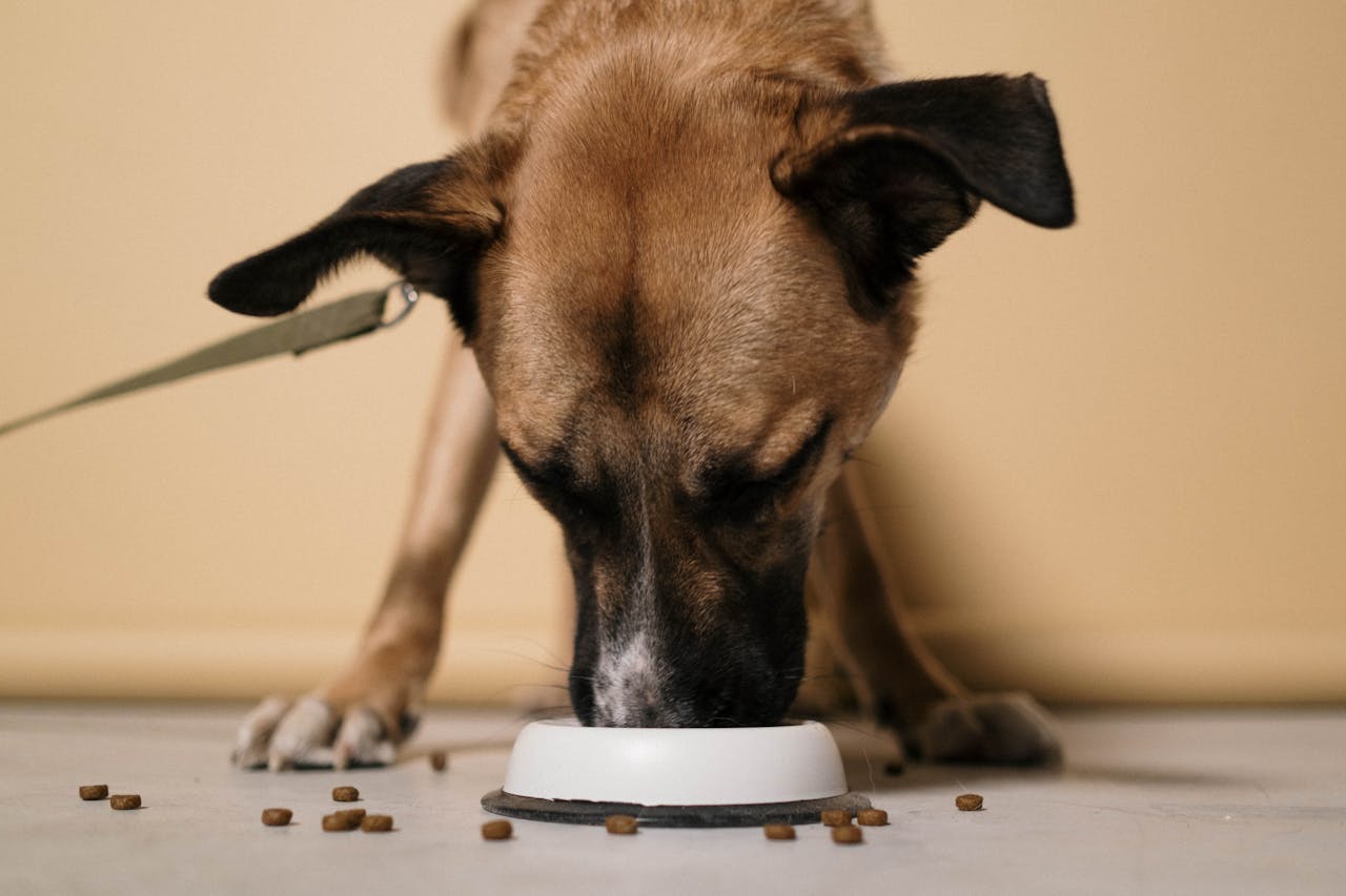 Clean Home, Happy Pup: Slow Feeders That Cut Mealtime Mess chonky paws