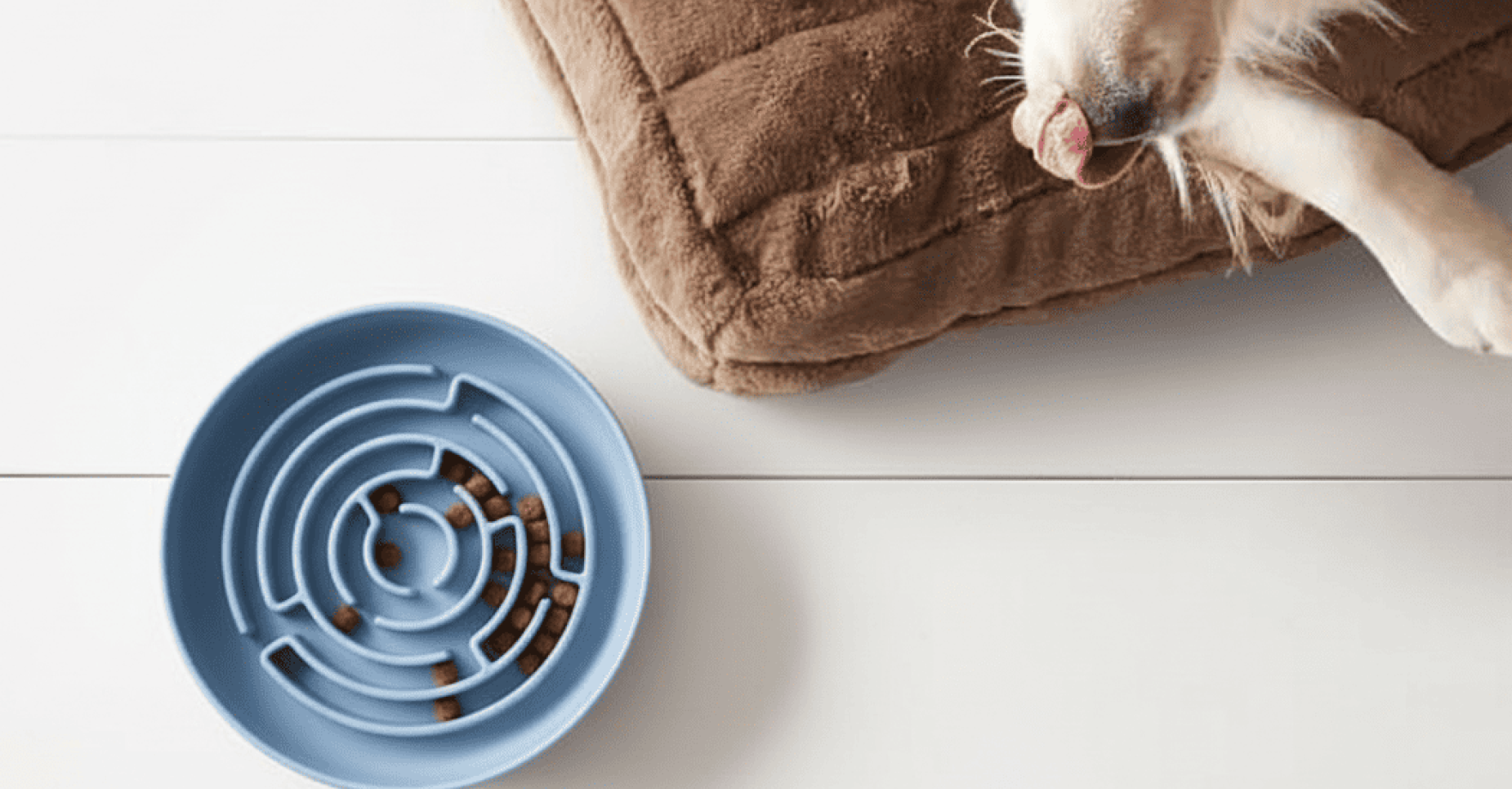 Vet-Approved Ways to Prevent Dog Bloat (GDV) Safely