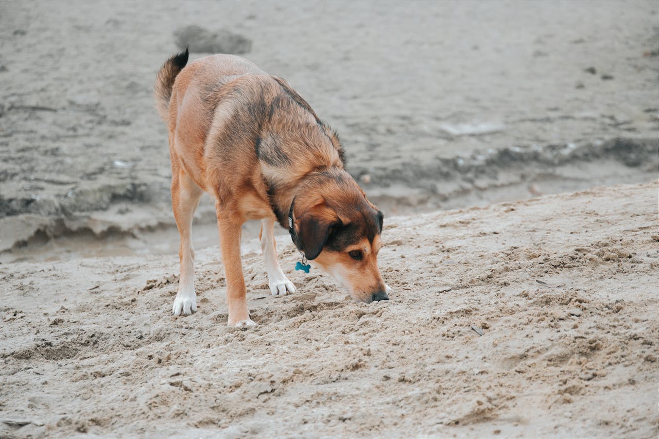 The Science of Sniffing: Why Your Dog Needs More Scent-Based Play