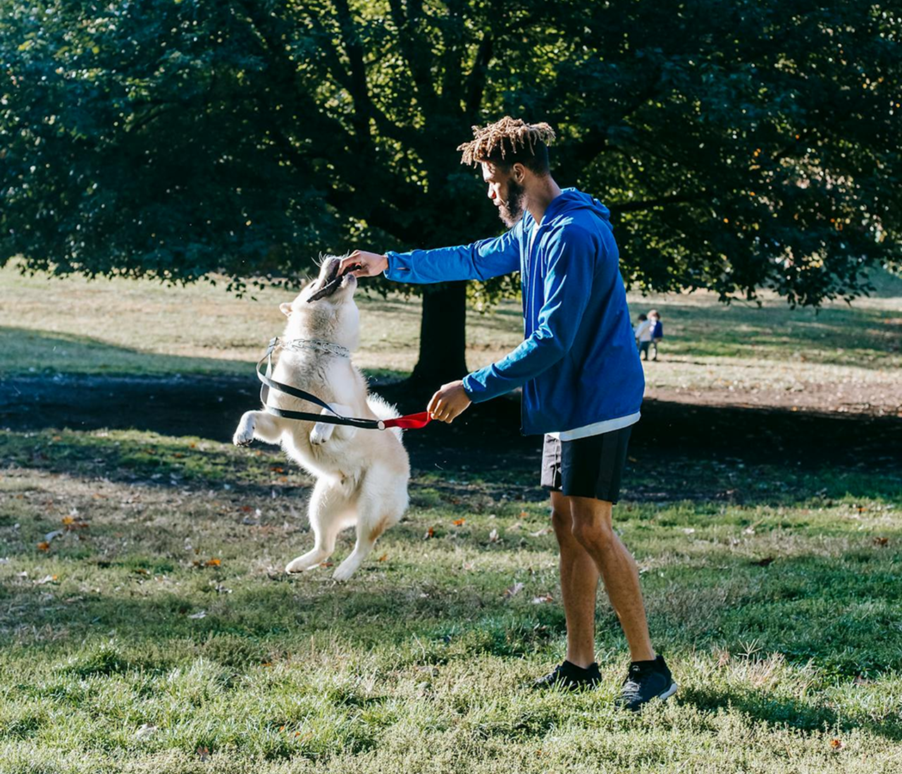 Top 5 Vet-Approved Enrichment Activities for Indoor Dogs