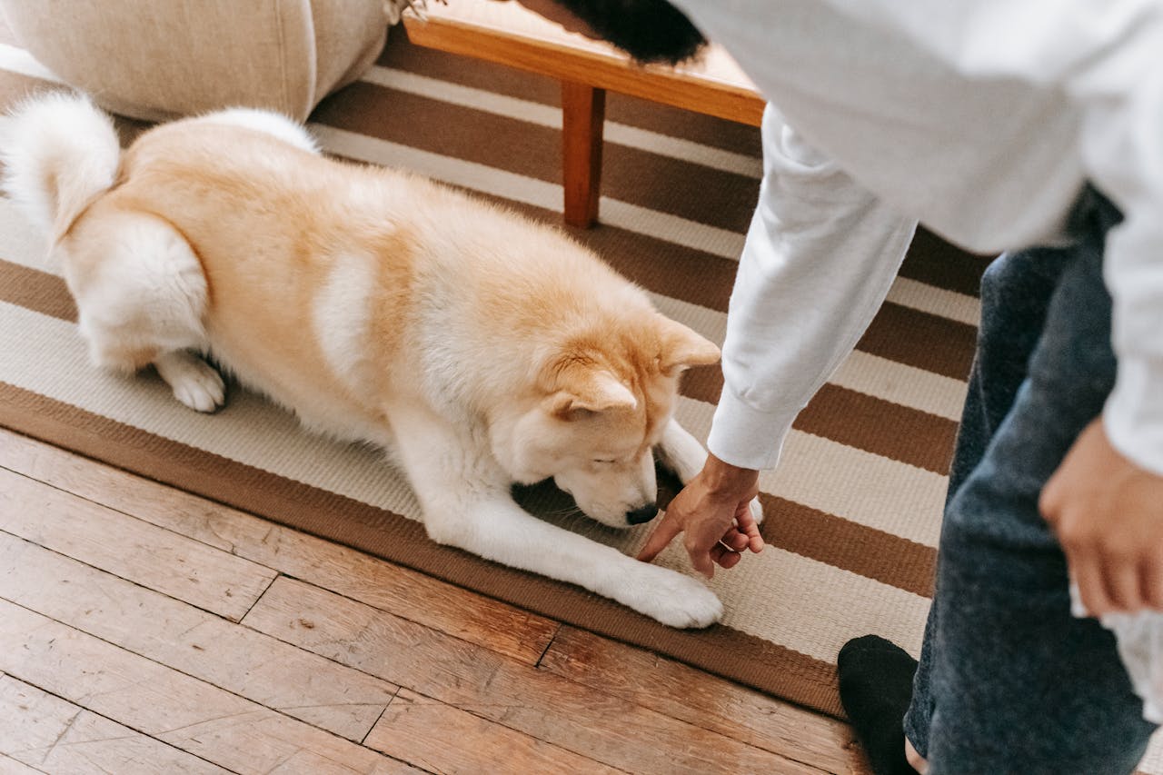 dog playing on rug