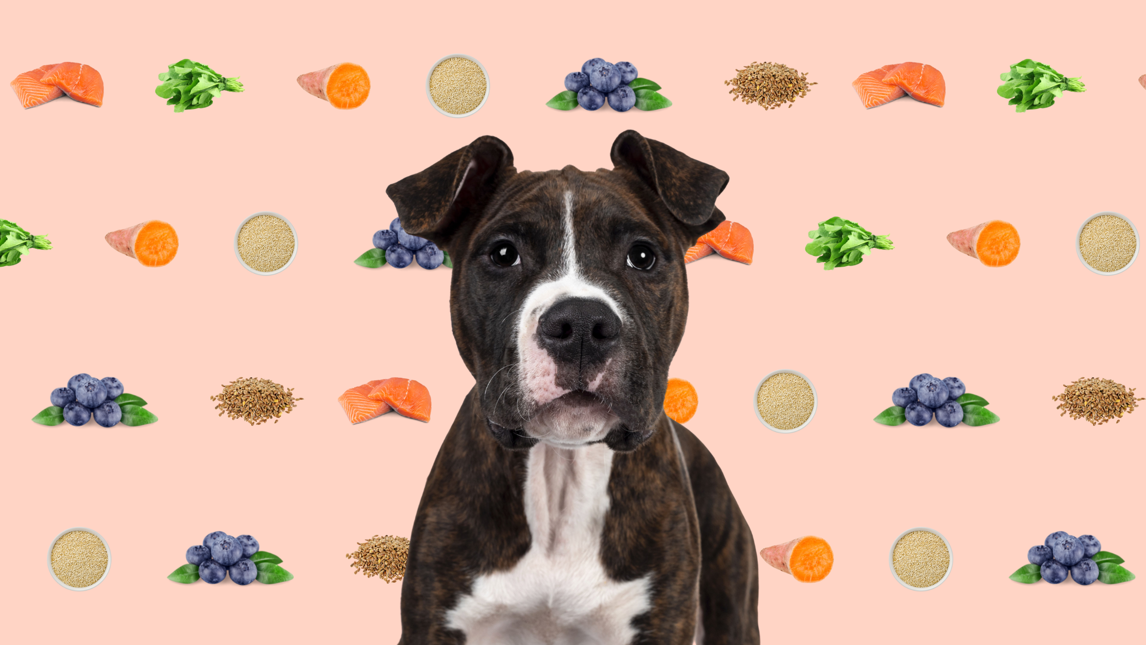 Power Glow Bowl: Slow Feeder Dog Recipe for Gut Health, Skin & Shine