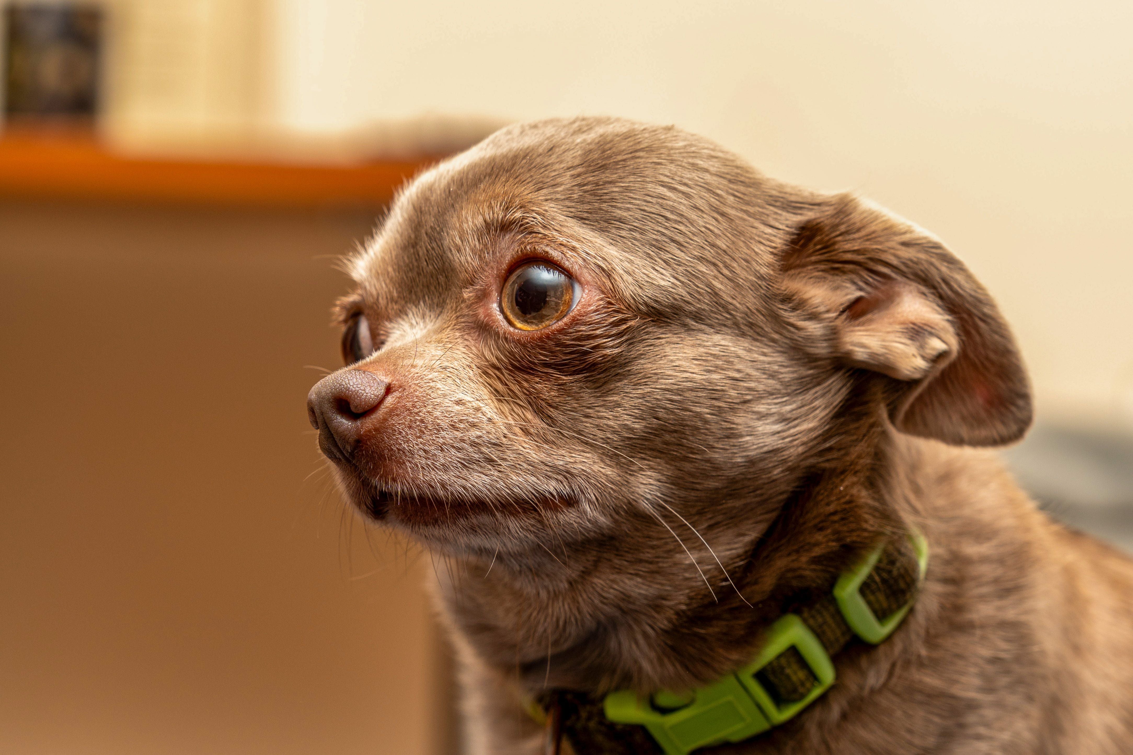 Why Diwali Is One of the Most Stressful Nights for Dogs in India