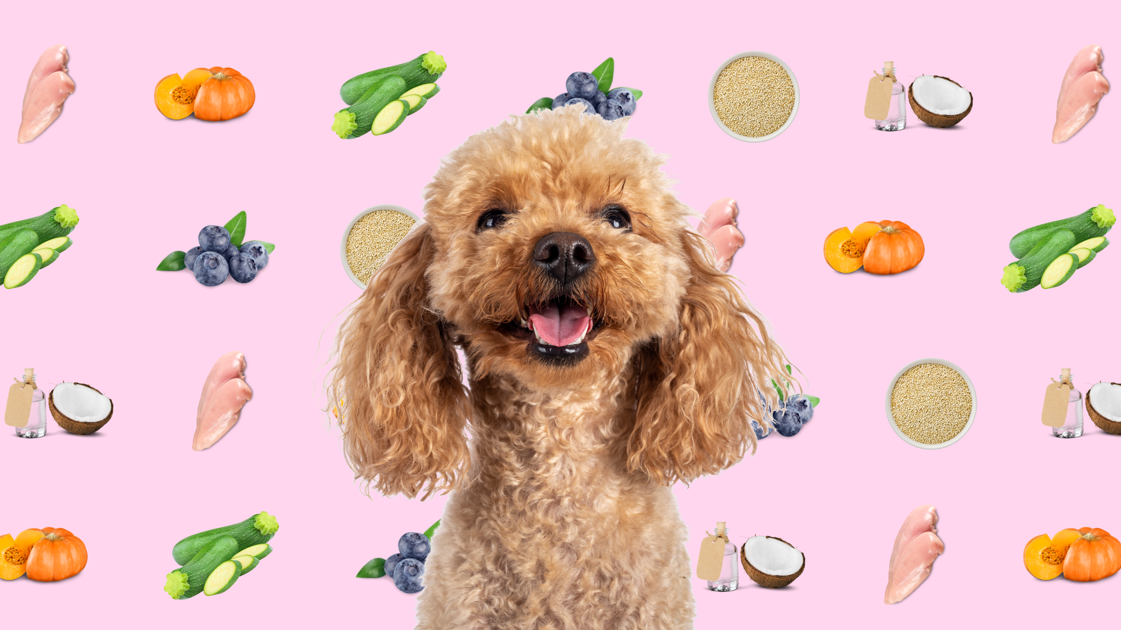 dog food recipe