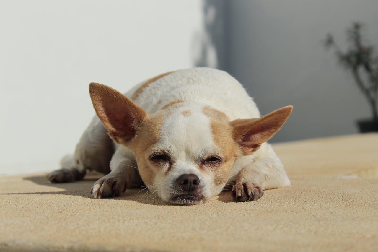 Signs Your Dog is Overheating Chonky Paws