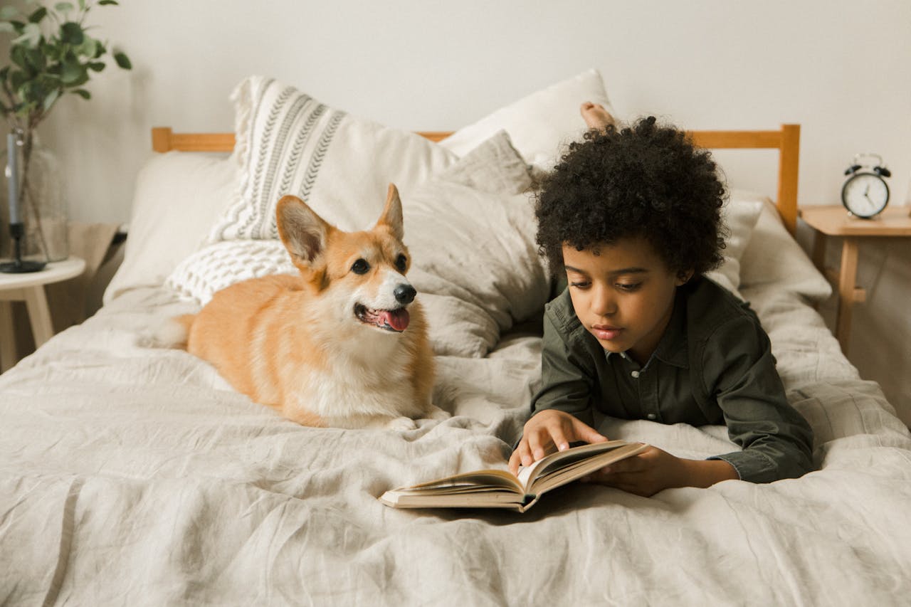 what to know before adopting corgi chonkypaws