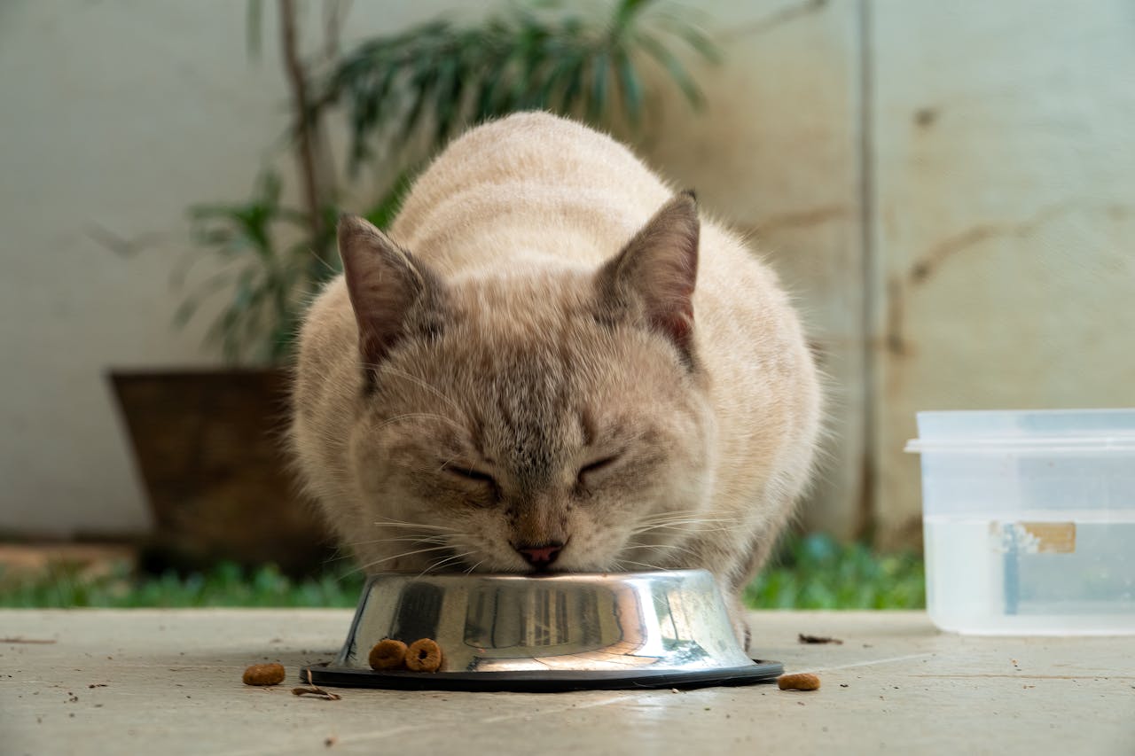 Why Regular Cat Bowls Can Harm Your Cat’s Health