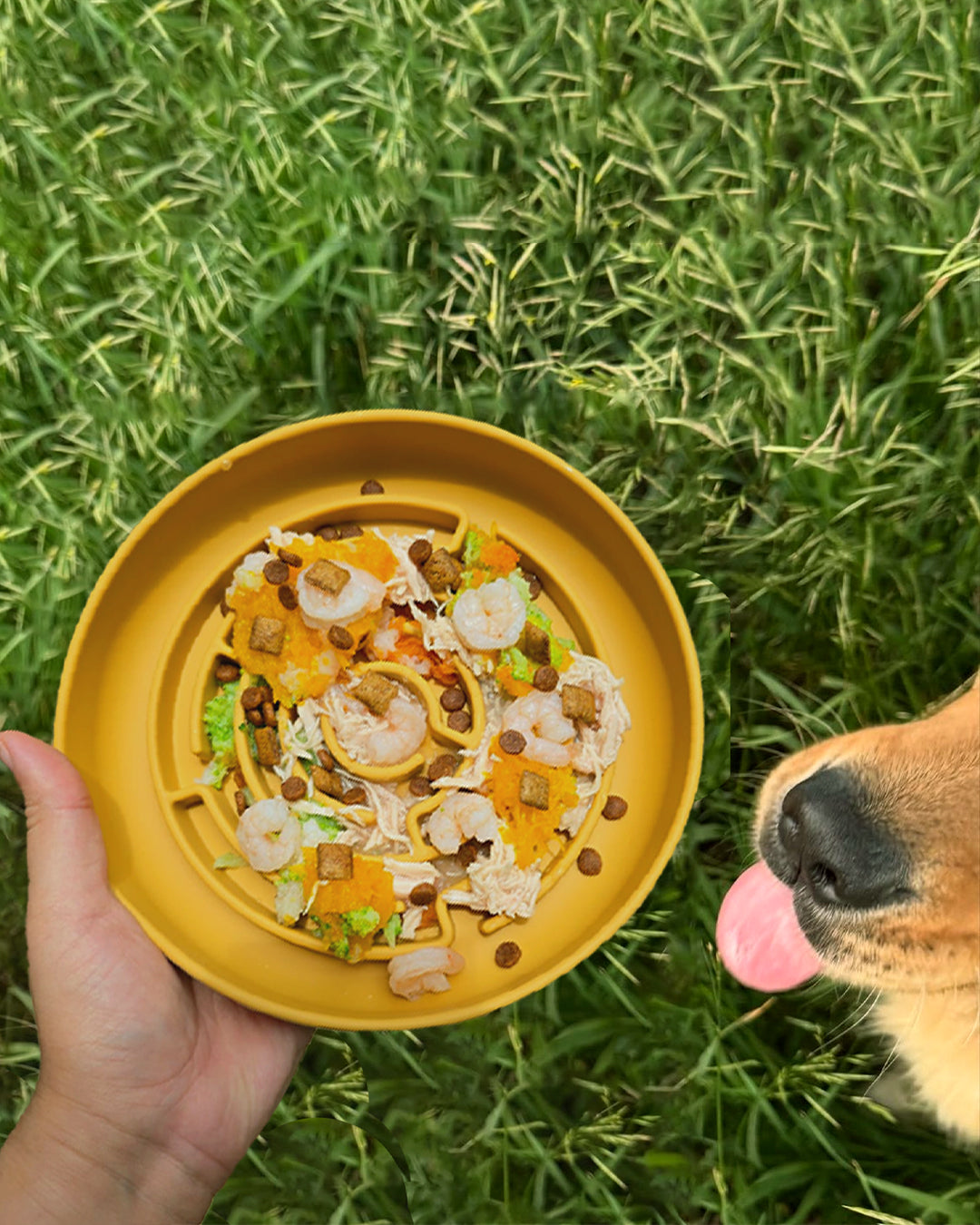 No Rush Bowl™ - Slow Feeder for Healthy Digestion