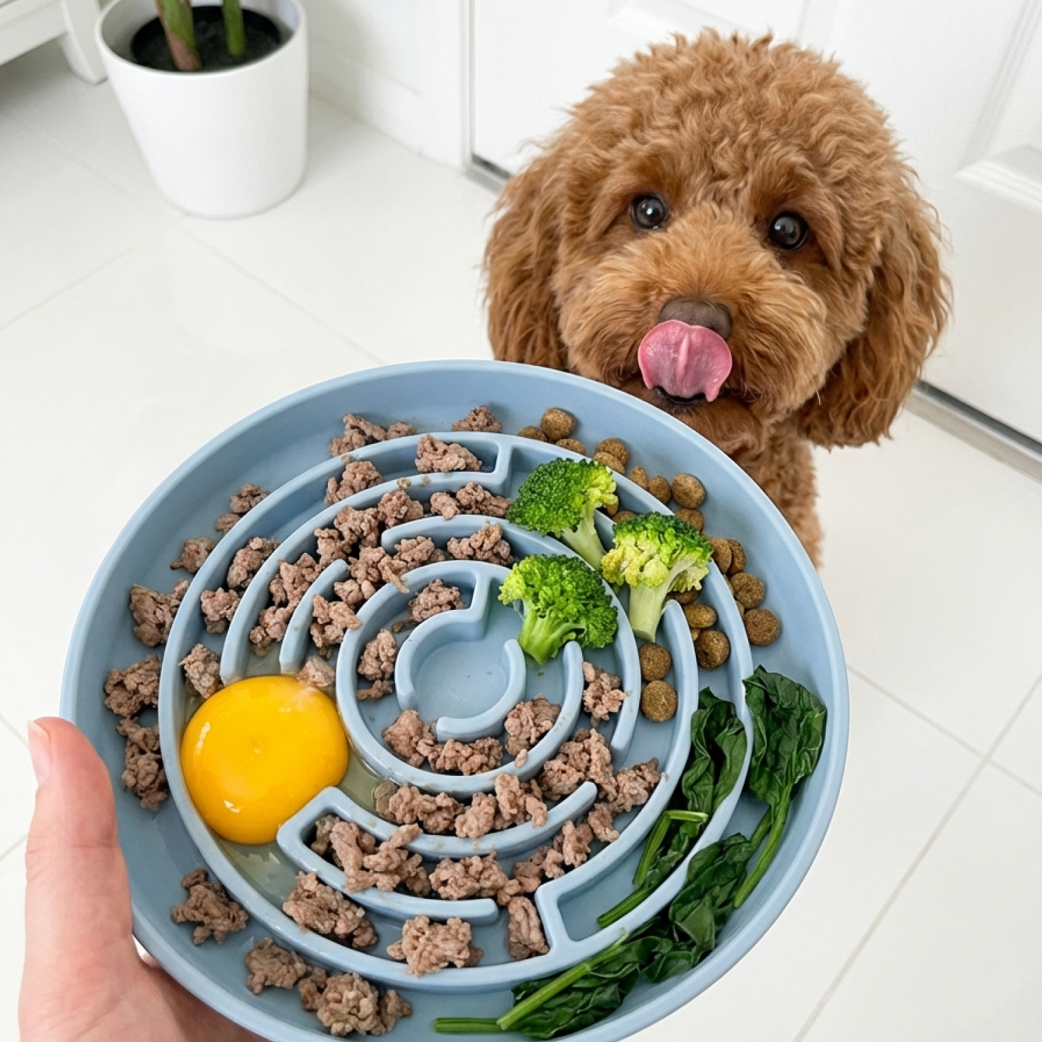 No Rush Bowl - Slow Feeder Bowl for Dogs & Cats