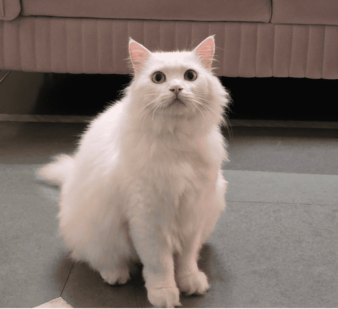 trusted pet care brand cat image symbolizing commitment to pet wellness, love, and responsible pet ownership
