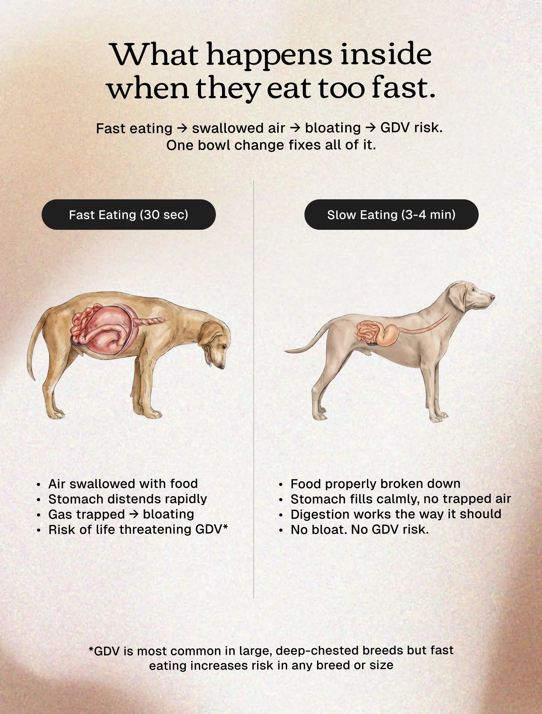 No Rush Bowl - Slow Feeder Bowl for Dogs & Cats