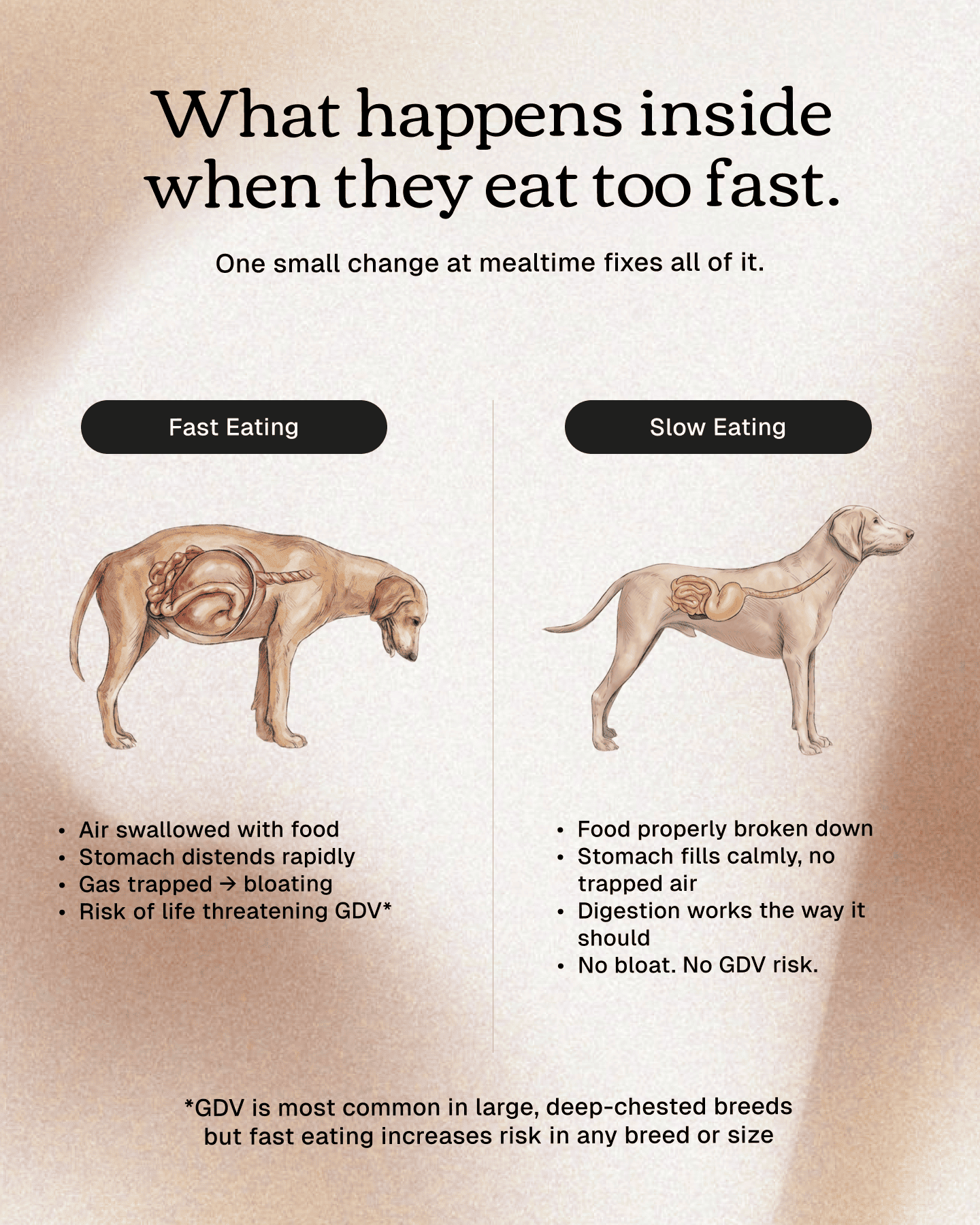 No Rush Bowl - Pet Slow Feeder