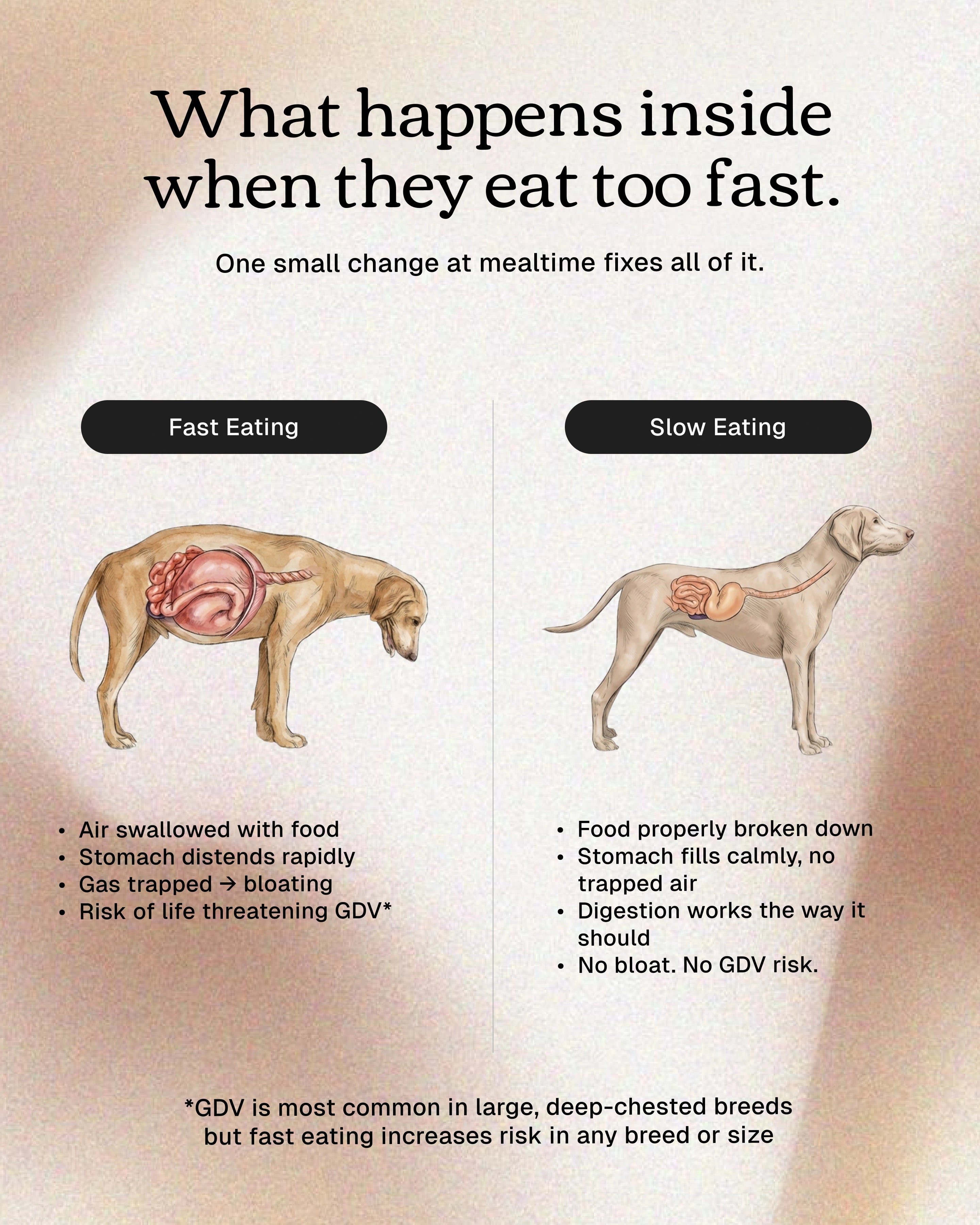 No Rush Bowl - Slow Feeder Bowl for Dogs & Cats