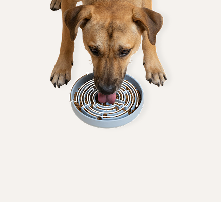 Dog drinking from a blue and gray slow feeder bowl from chonky paws on a white background