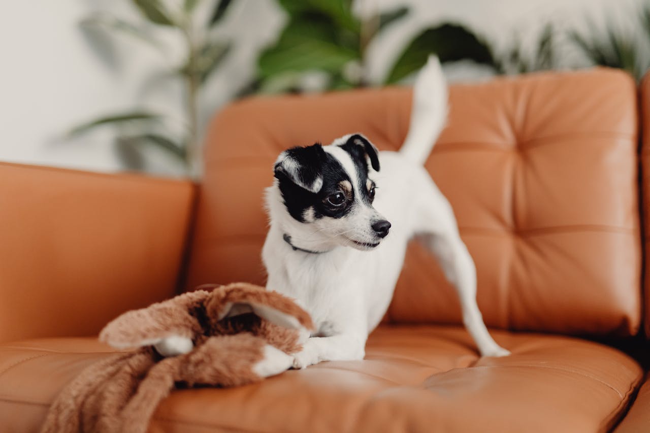 dog playing with toy on sofa